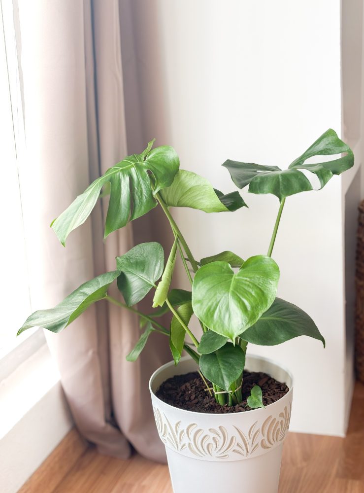 A plant by the window in the treatment room